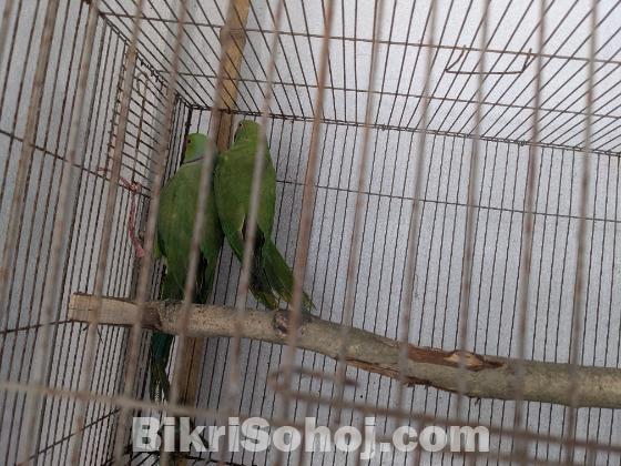 ইন্টিয়ান রিং নেট